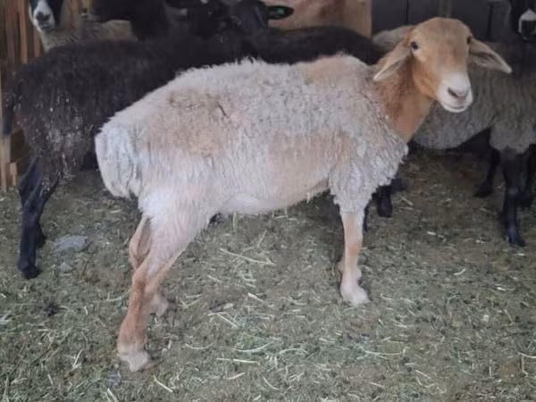 Oveja, Ovejas — Kirguistán