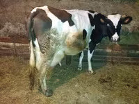 Vaca, Raza Holstein — foto 4