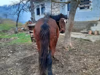 母马, Horses — 照片 3
