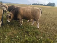 Bulle, Aubrac cattle — Foto 2