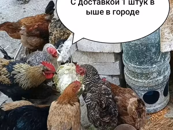Куры