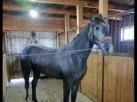 Mare, Orlov Trotter — photo 3