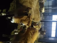 गाय, Aubrac cattle — फ़ोटो 3