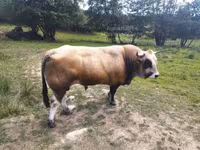 सांड, Aubrac cattle — फ़ोटो 2