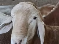 Ram, Arashan sheep — photo 7