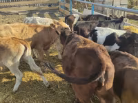 Kuh, Holstein-Rasse — Foto 5