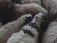 كبش, الأغنام — الصورة 5