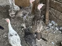 Turkeys — Foto 5