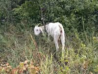 تيس, Nubian Goat — الصورة 2