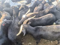 Ziegenbock, Ziegen — Foto 3