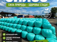 Силос кукуруза очень много высшего качества звоните пишите — фото 4