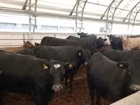 Toro, Raza rojo-moteada — foto 7