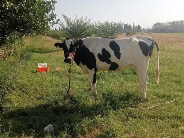 Vaca, Raza Holstein