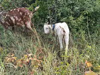 تيس, Nubian Goat — الصورة 1