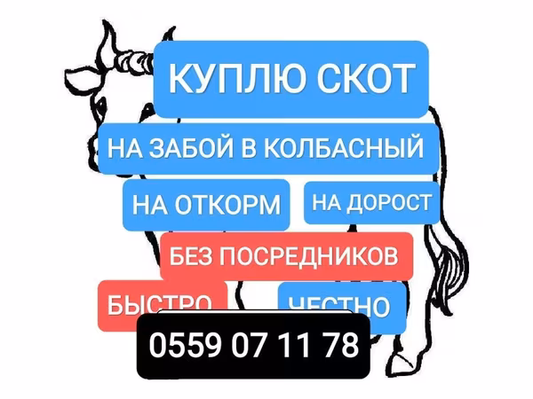Бык, Швицкая порода — Кыргызстан
