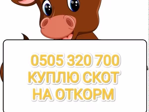 Бык, Коровы — Кыргызстан