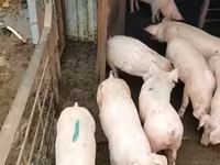 母猪, Pigs — 照片 3