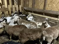 मेढ़ा, Edilbay sheep — फ़ोटो 8