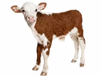 Premixuri pentru animale şi păsări / Премиксы для птиц и животных — 照片 5