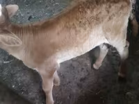 Kuh, Swiss cattle — Foto 6