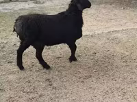 Carnero, Rhon sheep — foto 2