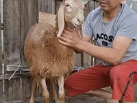 Widder, Arashan sheep — Foto 6
