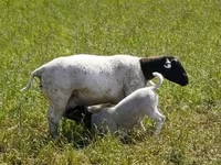 كبش, Kuibyshev sheep — الصورة 7