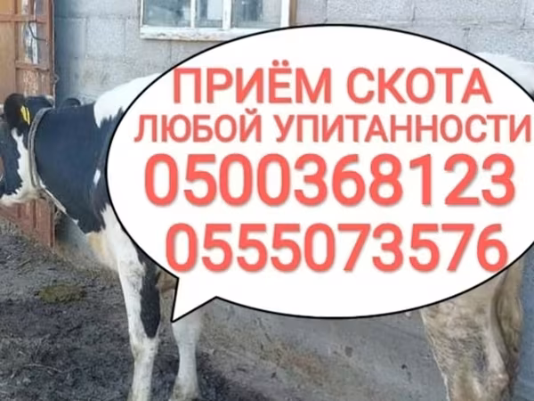 Бык, Коровы