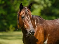 Mare, American paint horse — photo 5