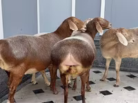 كبش, الأغنام — الصورة 1