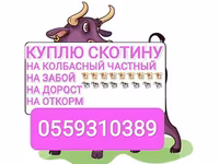 Бык, Коровы — фото 1