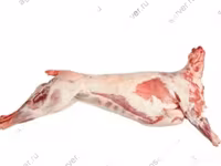 كبش, Katum sheep — الصورة 3