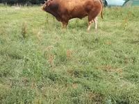 Bulle, Limousin-Kuh — Foto 4