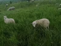 मेढ़ा, Kuibyshev sheep — फ़ोटो 5
