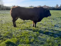Bulle, Partenaise cattle — Foto 6