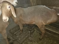 نعجة, Arashan sheep — الصورة 3