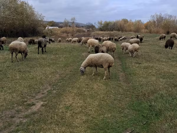 母羊, Sheep
