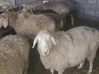 نعجة, Tian-Shan semifinewool sheep — الصورة 3