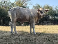 सांड, कास्ता गाय — फ़ोटो 5