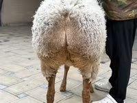 Schaf, Awassi sheep — Foto 6