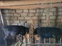ثور, الماشية — الصورة 1