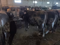 Kuh, Swiss cattle — Foto 1