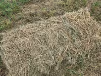 🌾 Сено после семенника 🌾 Продам сено, после обмолота. кастра Без — фото 5