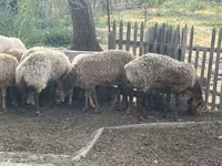 Schaf, Schafe — Foto 5