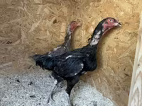 Chickens — Foto 7
