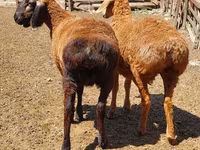 نعجة, Arashan sheep — الصورة 3