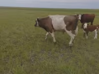 ثور, Russian Black pied cattle — الصورة 4
