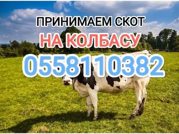 Бык, Голштинская порода