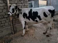 Kuh, Holstein-Rasse — Foto 1