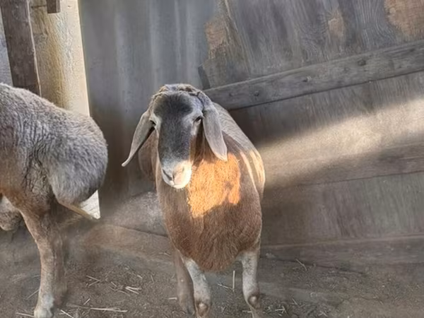 Widder, Arashan sheep — Kirgisistan